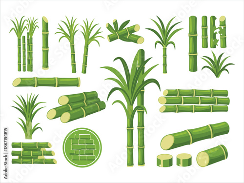 Collection of Sugar Cane Illustrations for Design and Artwork