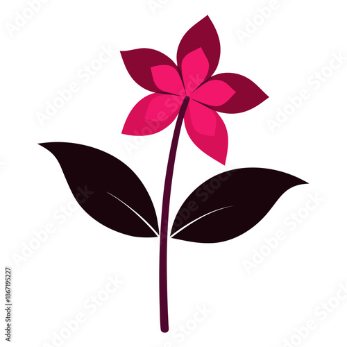 helleborus pink fizz on white background 