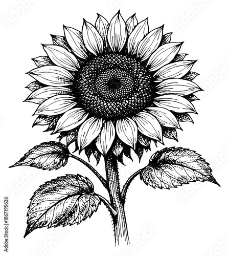 Hand drawn line art illustration of a sunflower depicting its natural beauty and detailed structure for botany and floral themes