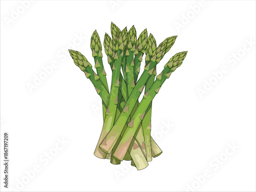 Illustration of Fresh Green Asparagus Bundle on White Background