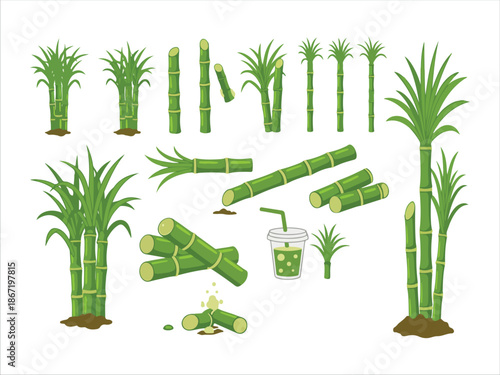 Illustrations of sugarcane plants and stalks in various poses