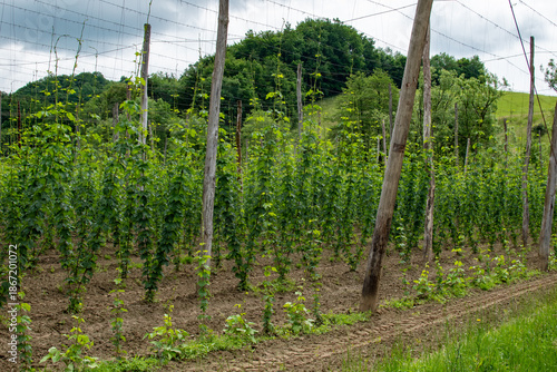 Hop cultivation in Southern Styria