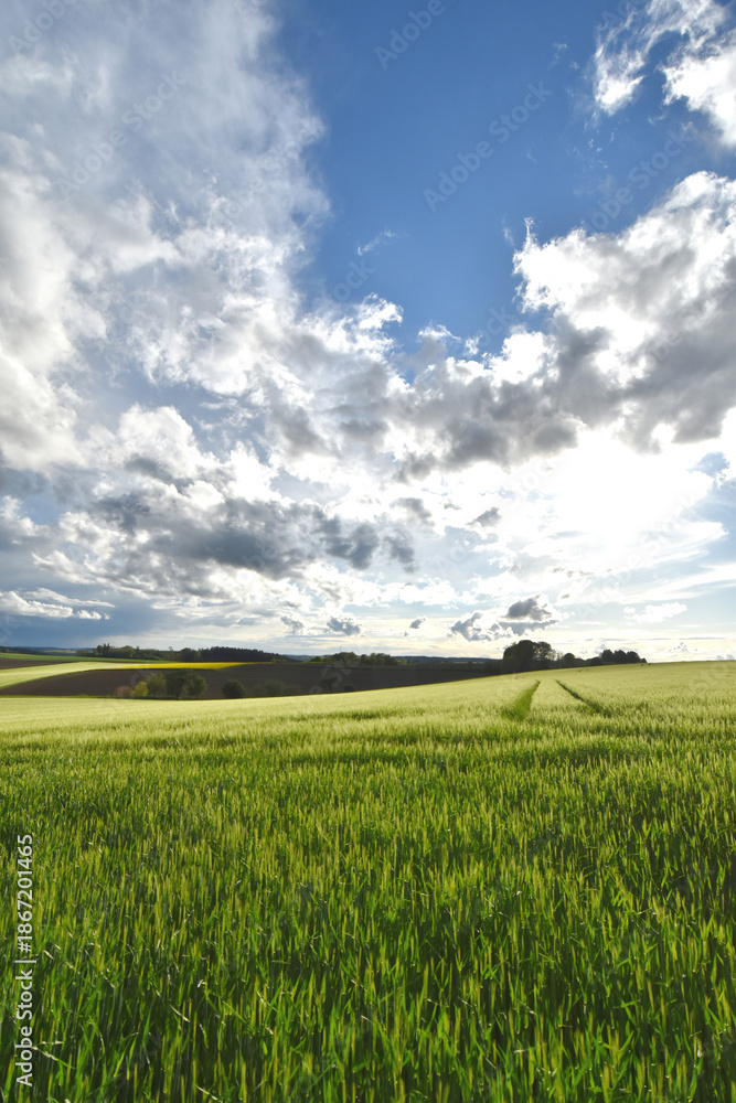 Obraz premium Feldlandschaft, Frühjahr