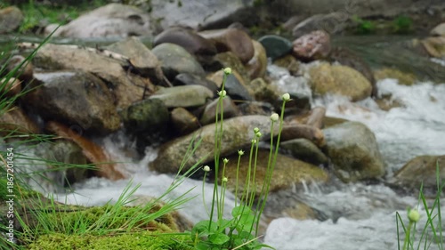 Flowering plants on the bank of a mountain stream. Green grass grows on the riverbank, blurred water movement.