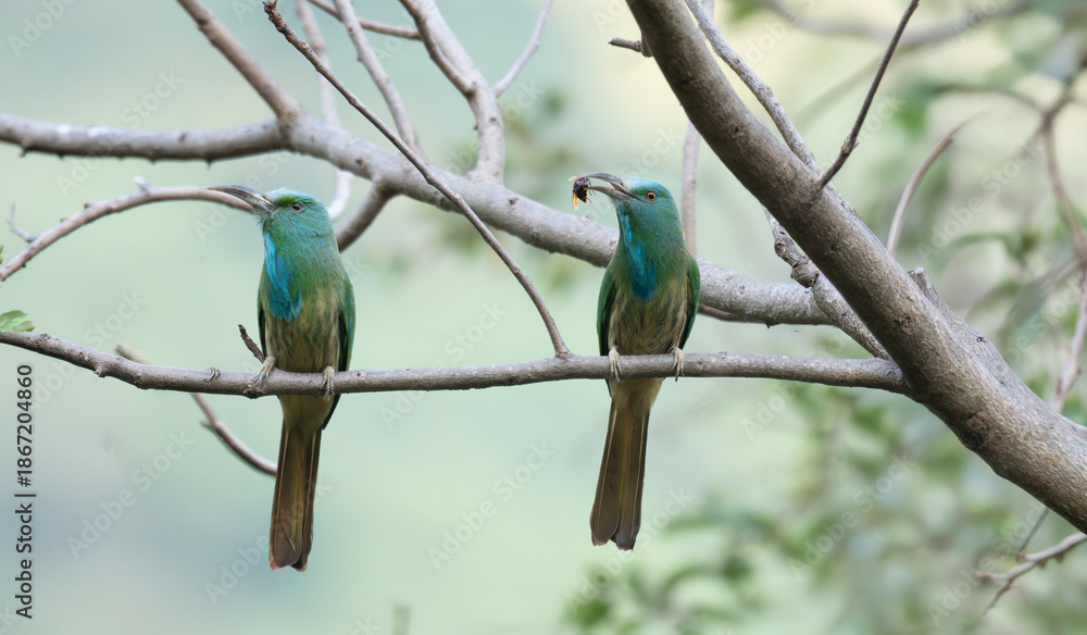 Fototapeta premium Pair of Blue bearded bee eaters perched on a branch with distinctive green plumage and blue throat feathers. One bird is holding an insect in its long , decurved beak.