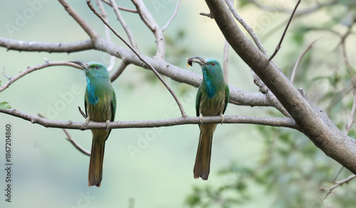 Pair of Blue bearded bee eaters perched on a branch with distinctive green plumage and blue throat feathers. One bird is holding an insect in its long , decurved beak.