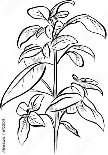 Fresh Basil Leaves Hand Drawn Botanical Illustration