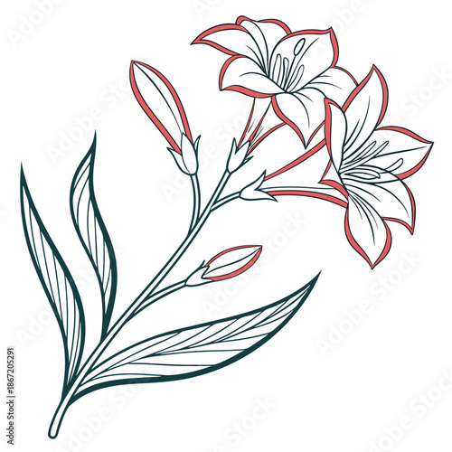 Canna Lily Flowers with Red Petals and Green Leaves