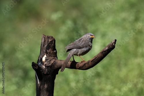 A close up profile of Jungle babbler perched on a weathered tree stump. Its characteristic grey brown plumage, yellow beak, and a pale white yellow eyes against a soft, blurred green background.