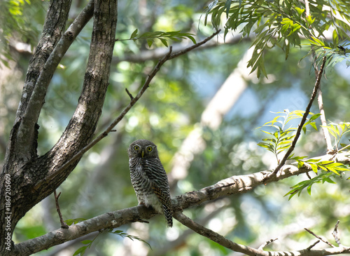 Jungle owlet perched alertly  on a tree in its natural habitat, The birds distinctive brown and white plumage, round head, and striking yellow eyes against a soft, bokeh green background.