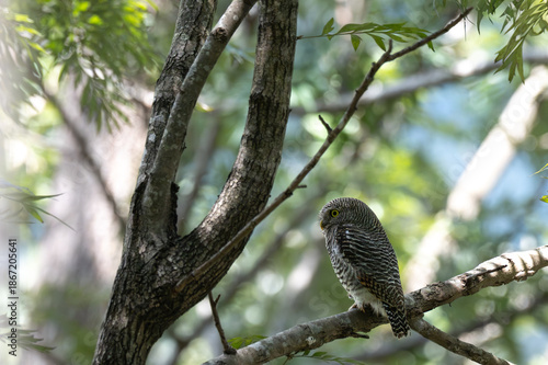 Jungle owlet perched alertly  on a tree in its natural habitat, The birds distinctive brown and white plumage, round head, and striking yellow eyes against a soft, bokeh green background.