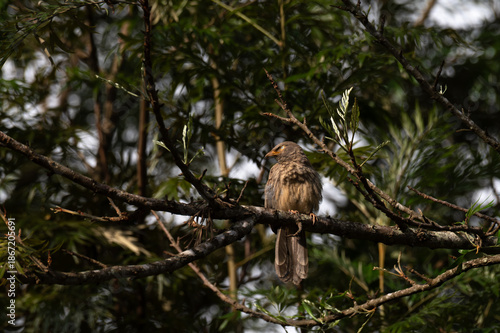 A close up profile of Jungle babbler perched on a tree branch. Its characteristic grey brown plumage, yellow beak, and a pale white yellow eyes against a soft, blurred green background.