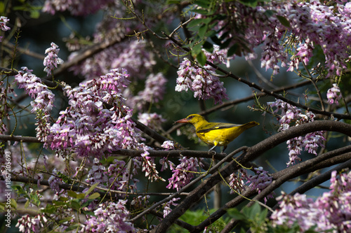 Vibrant Male Indian golden oriole perched on a tree branch with prey in its beak. The bright yellow bird is surrounded by beautiful pink spring blossoms in a lush natural environment.
