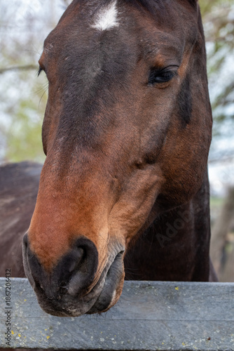 brown horse with black mark looks over the gate