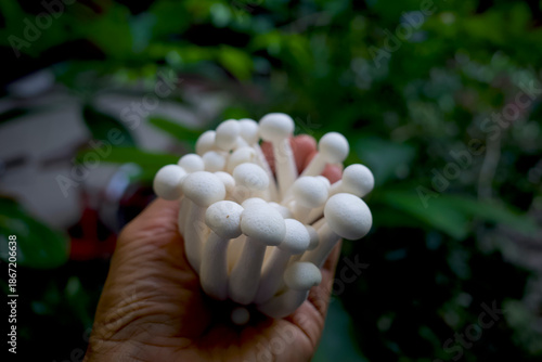 Shimeji mushrooms, Hypsizygus Tessellatus beech mushrooms on a hand, used in soups, stir fries and stews