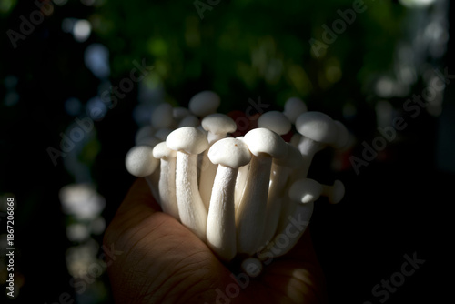 Shimeji mushrooms, Hypsizygus Tessellatus beech mushrooms on a hand, used in soups, stir fries and stews