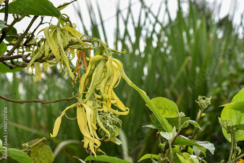 Cananga or Ylang-ylang flowers (Cananga odorata) perfume ingredients, aromatherapy flowers, relaxation flowers