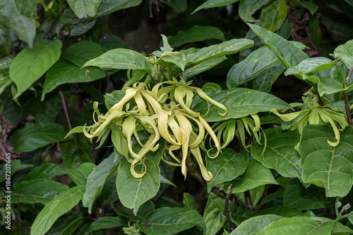Cananga or Ylang-ylang flowers (Cananga odorata) perfume ingredients, aromatherapy flowers, relaxation flowers
