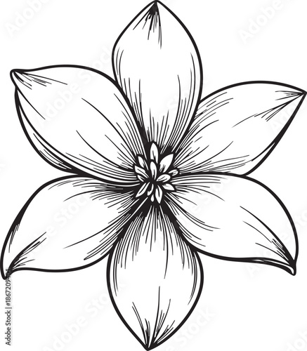 smooth rounded jasmine flower drawn as a minimal black vector outline with soft symmetrical contours