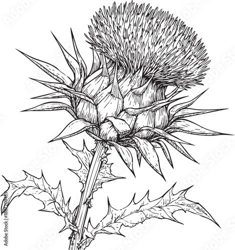 sharp spiky thistle flower rendered as a detailed black vector outline with pronounced bract contours