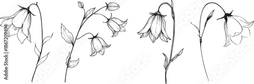 delicate bellflower rendered as a minimal black vector outline with drooping petals and thin curved stem 