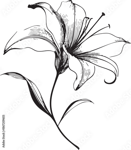 elegant lily flower drawn as a delicate black vector outline with long flowing curved petals