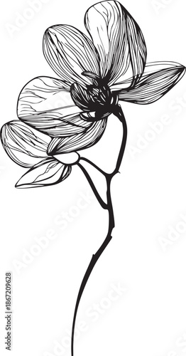 asymmetric orchid flower rendered as a delicate black vector outline with organic petal shapes 