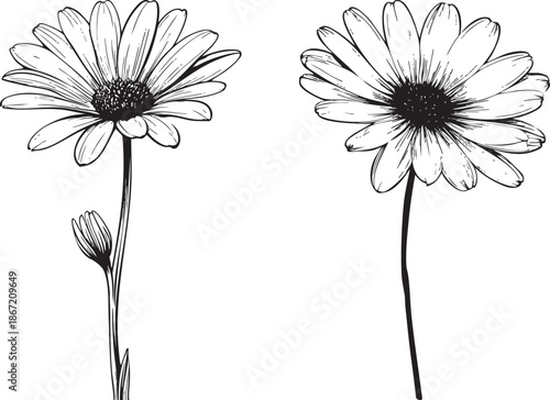 simple geometric daisy flower depicted as a clean black vector outline with wide petals