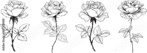detailed layered rose illustrated as a refined black vector outline with elegant petal contours