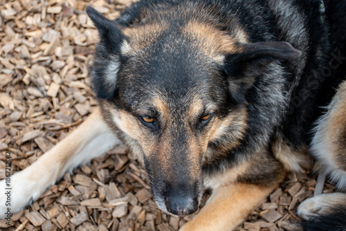 Lying relaxed German shepherd dog 