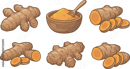 Fresh turmeric and ginger root set with powder in wooden bowl, sliced rhizomes and whole tubers, healthy spice vector illustration on white