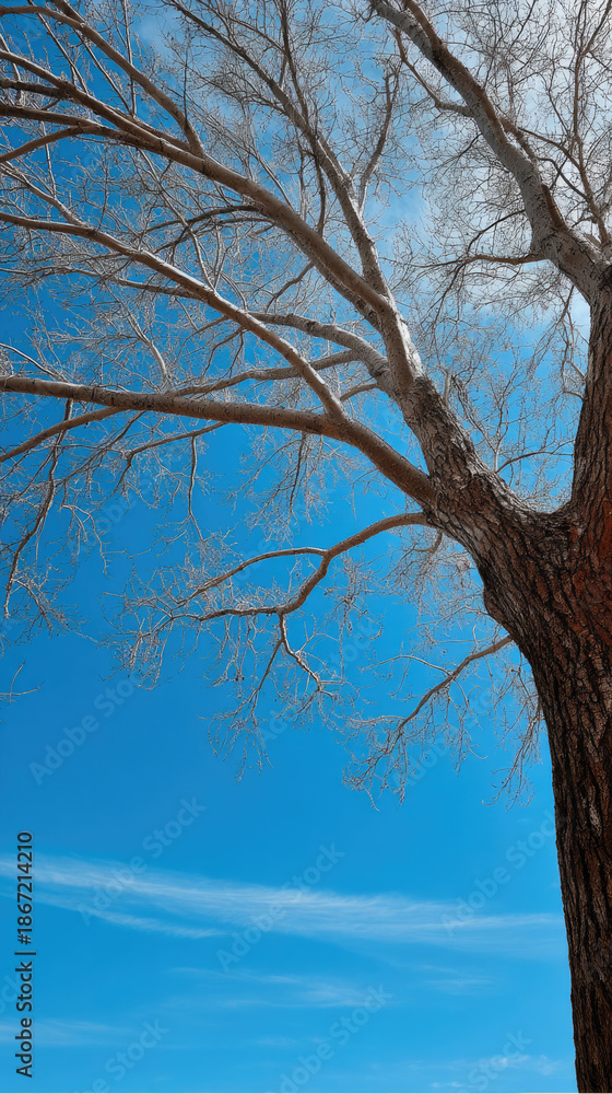 Fototapeta premium Bare tree branch against clear blue sky, winter season, tranquil nature scene, vertical composition, outdoor landscape