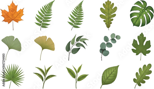 A decorative collection of green leaf vectors and floral elements featuring a set of natural maple and spring foliage illustrations for eco friendly summer environment design patterns