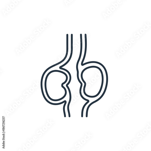 Simplified Medical Illustration Depicting Human Kidneys and Urinary System