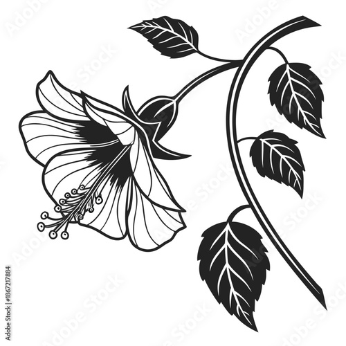 Abutilon Flowers with Hanging Bell Petals and Buds