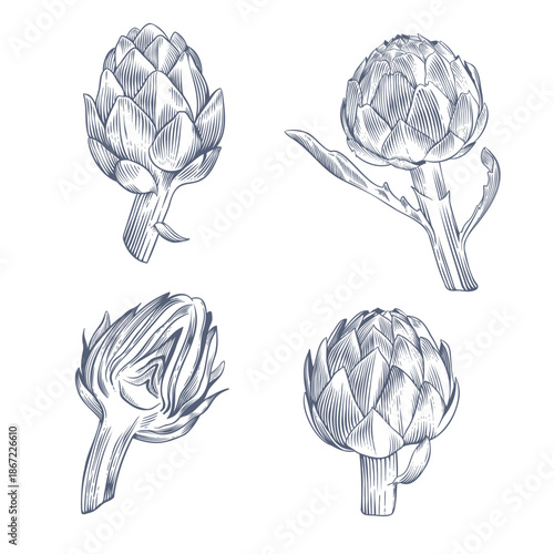 Set of artichokes on white background. Hand drawn botanical vector illustration in engraving style
