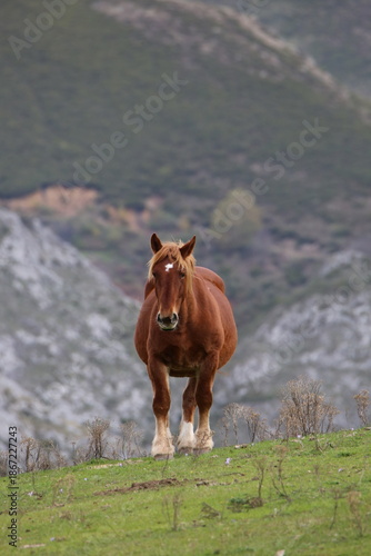 Caballo