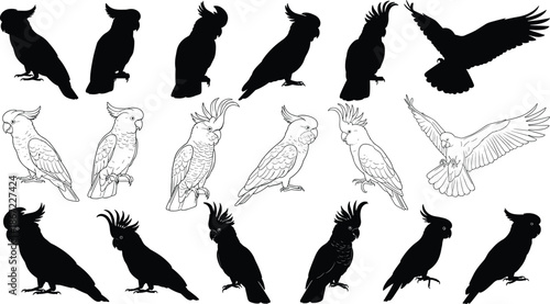 Cockatoo parrot silhouette and line art collection, tropical bird flying and perched icons, exotic wildlife vector elements, cockatoo bird sketches,