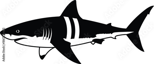 Great white shark silhouette, predatory marine fish icon, dangerous ocean predator illustration, aquatic wildlife graphic, side view sea animal vector,