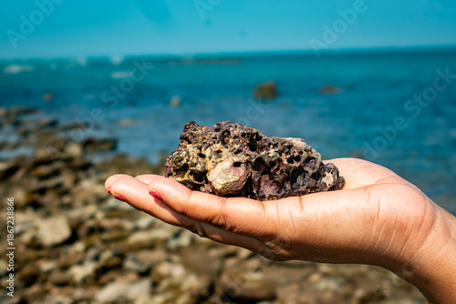 Very beautiful coral in the palm of the hand behind the blue sea