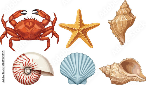 Sea creatures illustration set with crab starfish seashells isolated on white background marine life vector collection for coastal design projects