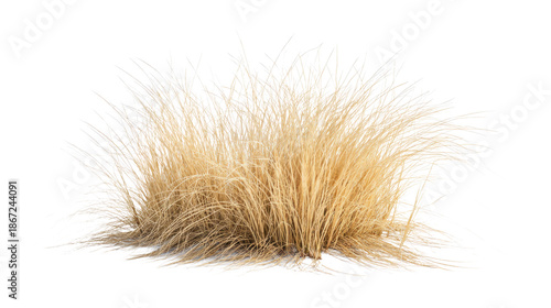 Dry ornamental grass isolated on white