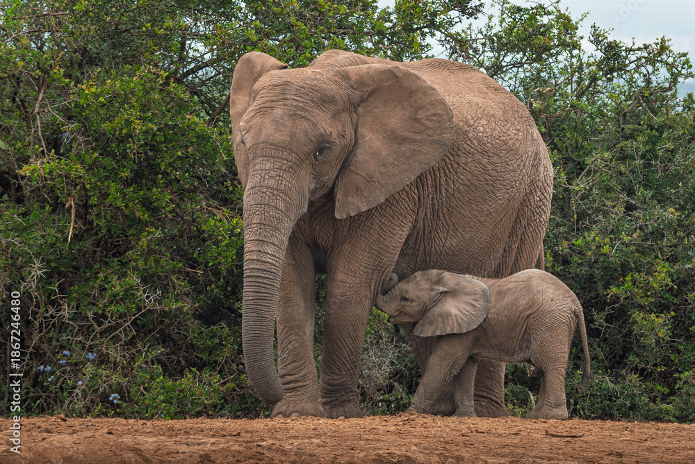 Obraz premium elephant family with baby walking slowly to the waterhole