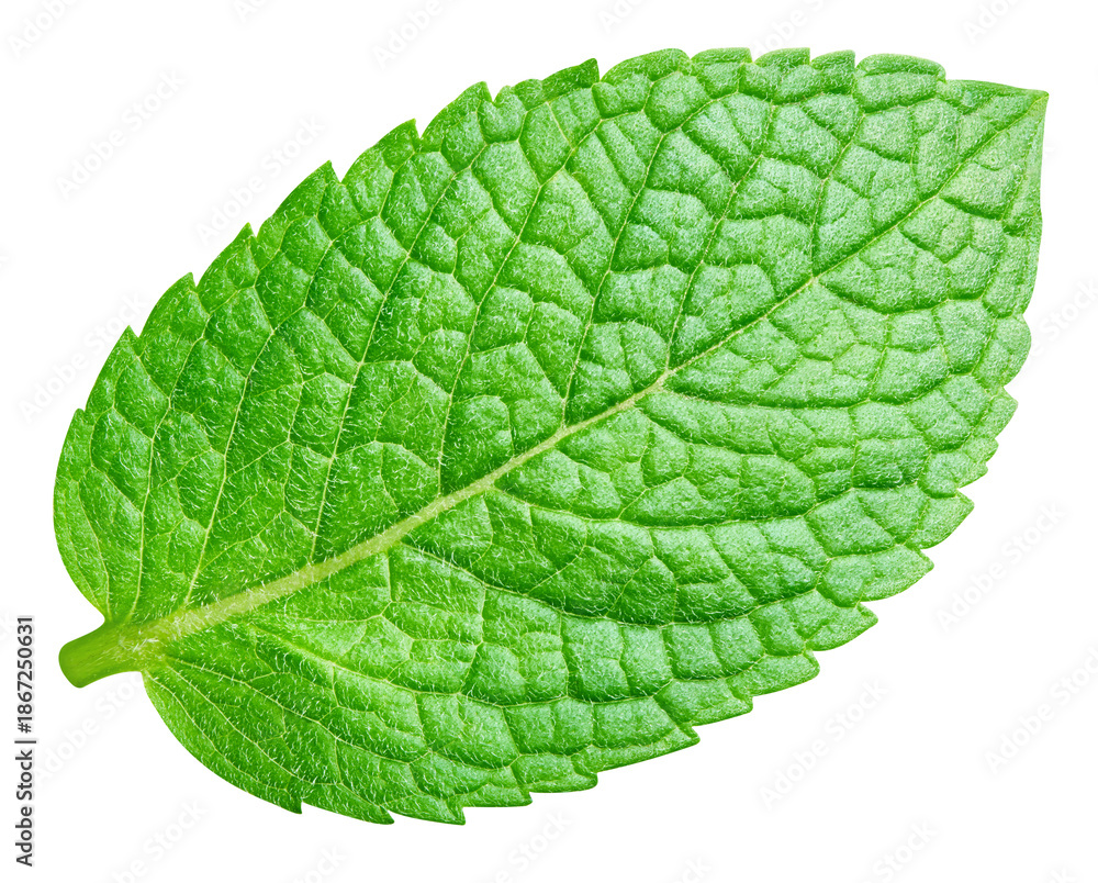 Obraz premium Mint leaves isolated on transparent. Mint PNG. Mint top view