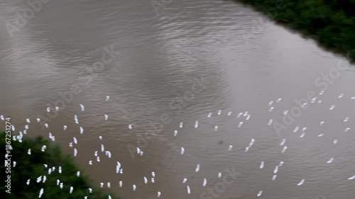 Large flock of birds are flying over a body of water. The birds are white and scattered throughout the sky