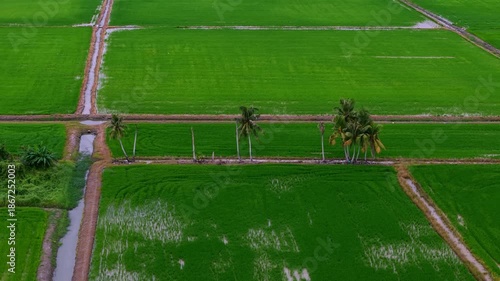 Field of green rice with palm trees in the background. The field is divided into four sections