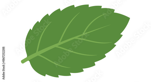 Green leaf with serrated edges floats elegantly on a stark white background.