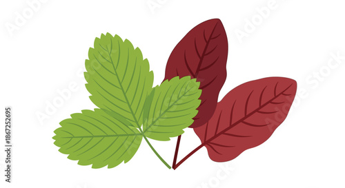 Three distinct botanical leaves show varied textures and shades of green and red.