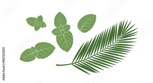 Assorted mint leaves and a palm frond create a fresh botanical collection design.