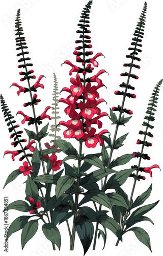 Create a realistic group of blooming salvia plants in summer vector art with white background.
